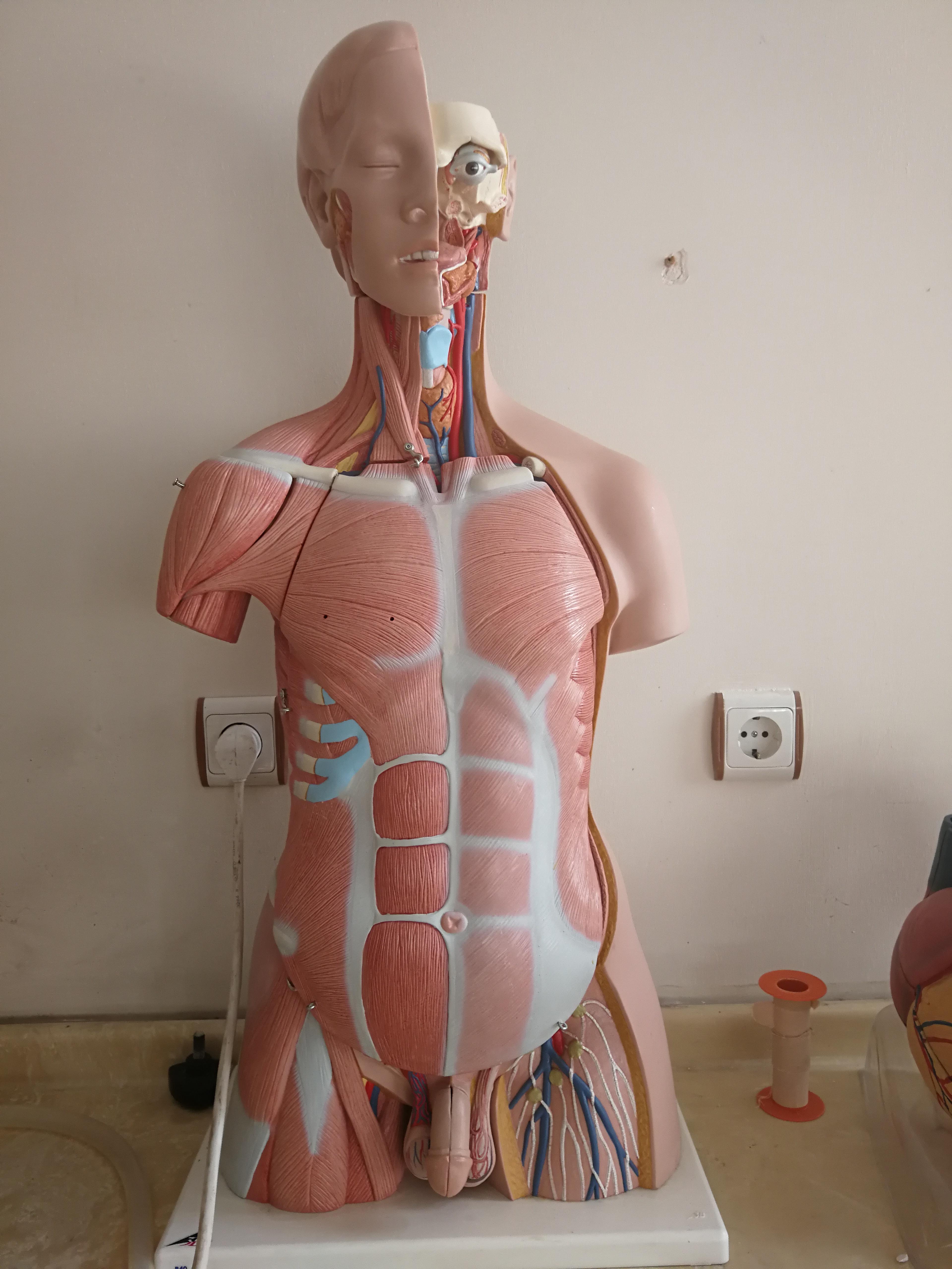 Organlı yarım vücut maketi